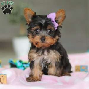 Daisy, Yorkie Puppy